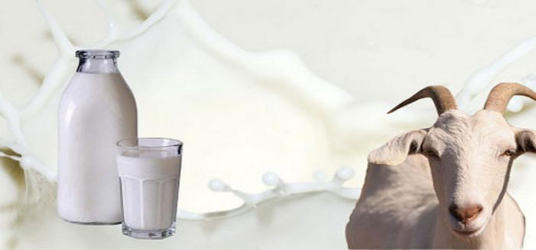 Yuk Mengenal Manfaat Susu Kambing untuk Kesehatan dan Kecantikan Alami