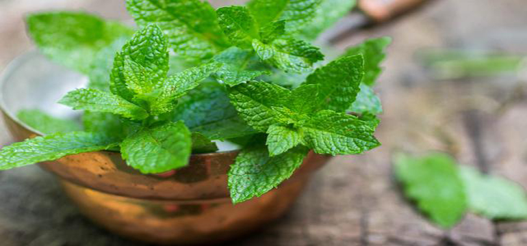 Ini 7 Manfaat Daun Mint yang Dingin dan Menyegarkan untuk Kesehatan