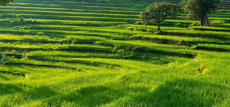 7 Sawah Terkenal Didunia, Ternyata Salah Satunya Ada di Indonesia