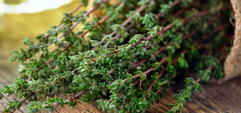 Usir batuk dan Keluarkan Dahak dengan Obat Herbal Ini!
